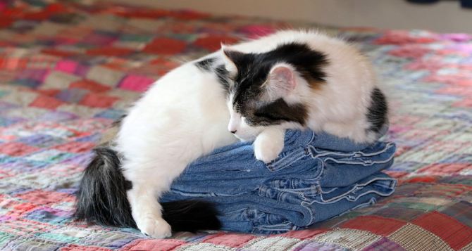 Три причины почему кошки любят спать на вещах хозяина