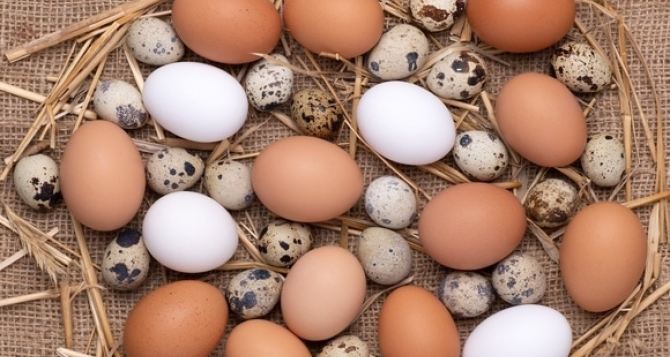 Поставлена точка в споре о пользе куриных и перепелиных яиц: что лучше?