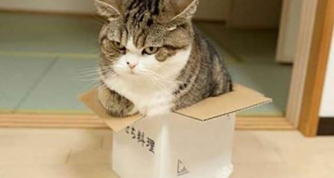 Почему кошки обожают сидеть в коробках: интересное исследование
