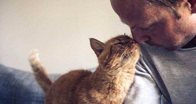 Пять советов, как продлить жизнь вашей кошке: станет долгожителем