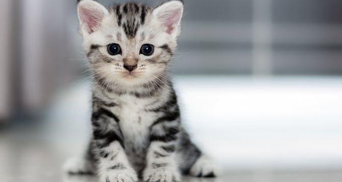 Эксперты назвали клички, которые лучше всего воспринимаются самими кошками