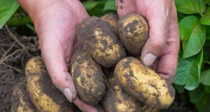 За три месяца цена на картофель выросла, но это не предел: Какая стоимость прогнозируется в 2024 году