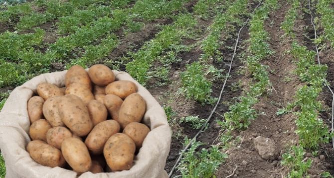 Почему стало сложнее выбрать качественный картофель: Цена на необходимый овощ активно дорожает