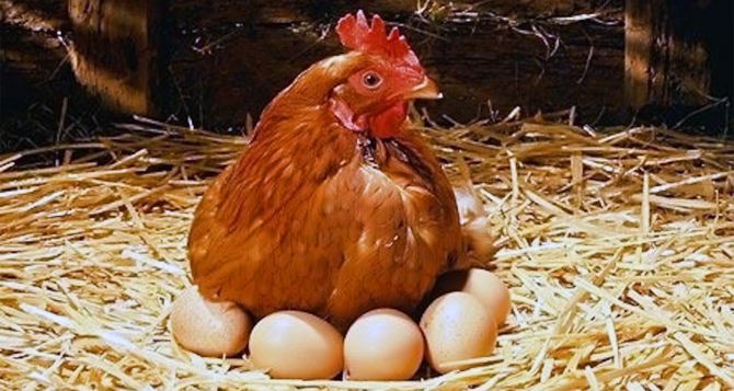 Как обмануть природу и заставить несушек зимой ежедневно нести яйца: несколько советов от зоологов