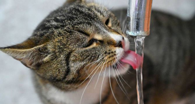 Ветеринары бьют тревогу. Кошек поить водой из-под крана опасно