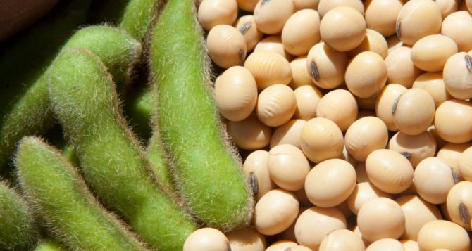 Чи варто вирощувати ГМО-сою?