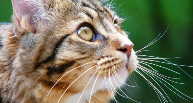 Почему нельзя выбрасывать кошачьи усы: раскрываем секреты их необыкновенной силы