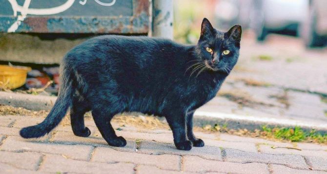 Девочка чуть не упала в обморок при виде черной кошки. Не верите в приметы?