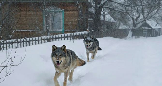 Волки-мутанты в чернобыльской зоне обладают невероятными способностями