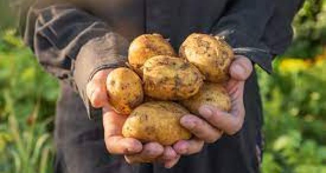 Как вырастить здоровый урожай картофеля не меняя место посадки: Три секрета от огородников со стажем