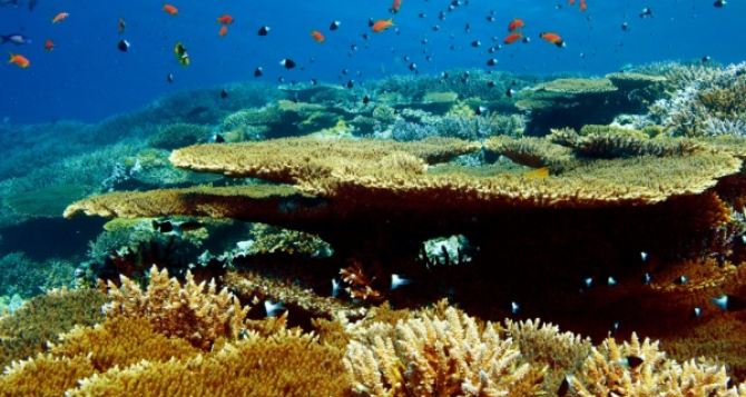 Коралловые рифы Земли оказались гораздо больше, чем считалось ранее