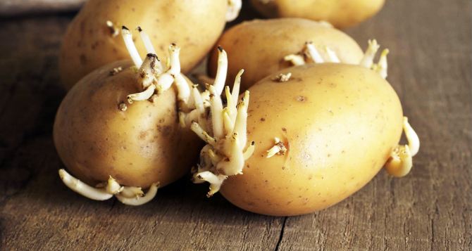 Забытый способ посадки картофеля — с трех соток соберете почти три тонны урожая