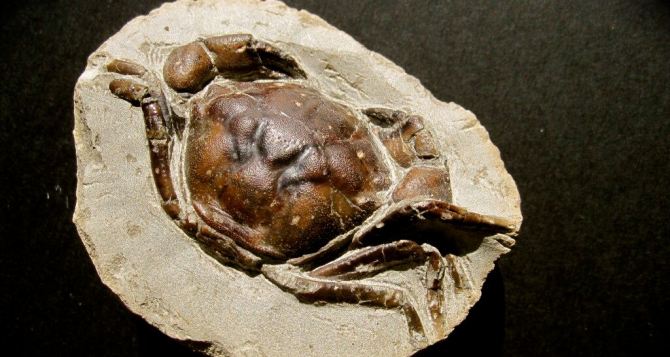Ученые обнаружили самую большую ископаемую клешню краба в возрасте почти 9 млн лет (фото)