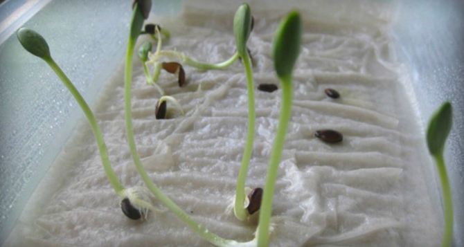 Огурцы на грядках попрут как на дрожжах: просто замочите семена в этом растворе перед высадкой