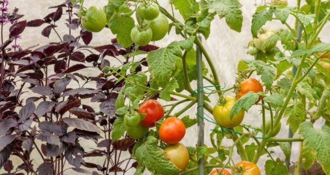 Почему в СССР всегда рядом с помидорами высаживали базилик: две реальные выгоды