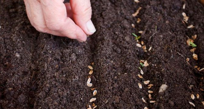 Сажать семена на рассаду на этой неделе можно только в эти два дня. Лунный посевной календарь с 11 по 17 марта 2024 года