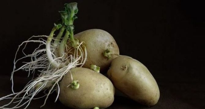 Как сделать так, чтобы картофель не прорастал — лайфхак сохранения клубней до августа
