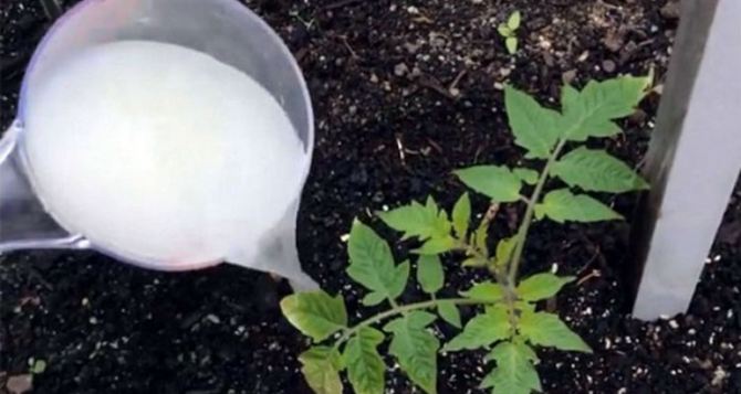 Рассаду помидоров поливаем этим белым раствором: обалденный урожай гарантирован — соседи съедят лопаты от зависти