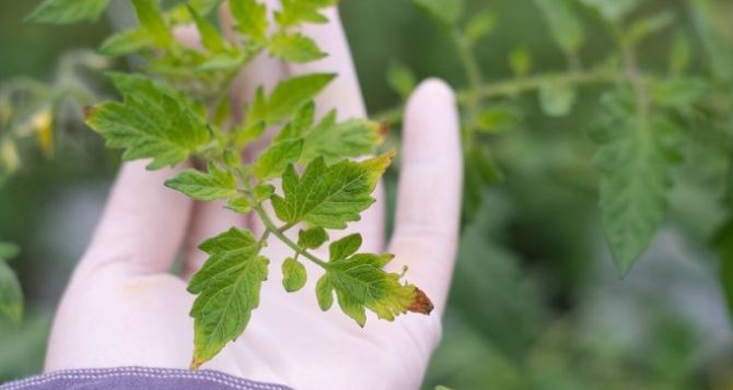 Сохнут листья у рассады томатов — 10 основных причин и как с ними бороться
