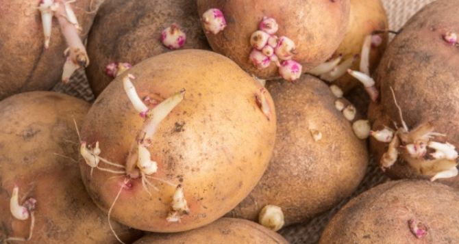 Варить, жарить или выкинуть: Можно ли готовить проросший картофель?
