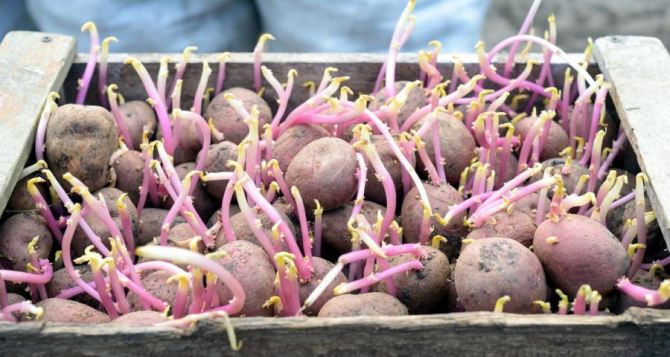 Как правильно прорастить картошку: простые и эффективные способы, благодаря которым всходы будут дружными, а урожай богатым