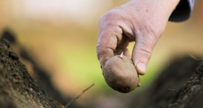 Неправильно выбранный день угробит весь урожай: Когда сажать картофель в Украине в 2024 году?