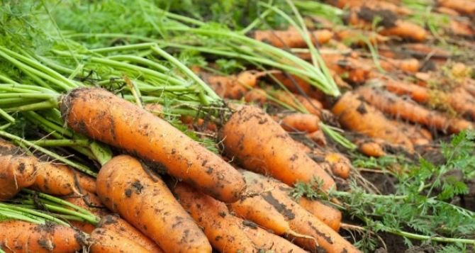 Морковь будет по локоть. Такой подкормкой пользуются самые мудрые огородники!