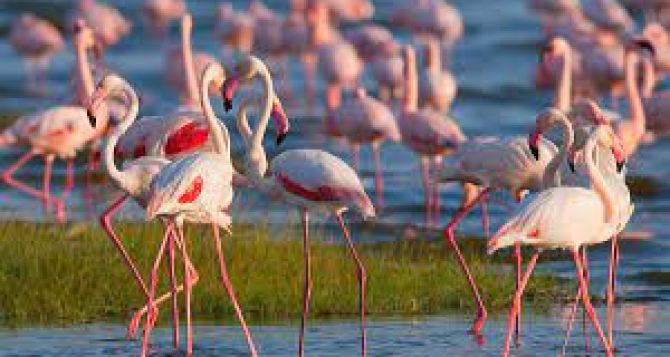 Африканские фламинго  находятся под угрозой исчезновения