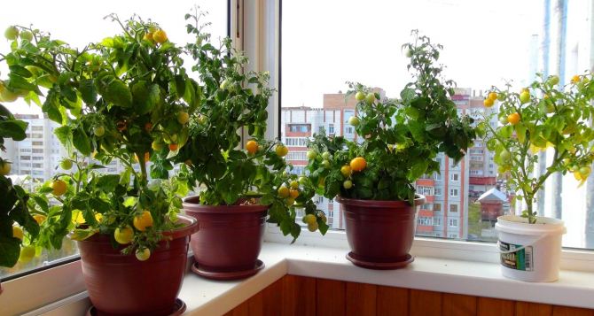 «Увидела первую желтеющую поми­дорку — сбежались все соседки»: что вырастить на окне и балконе