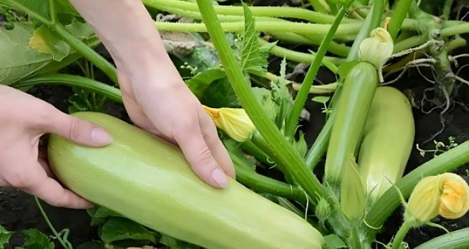 «Важен каждый градус» Как правильно сажать кабачки, что бы не остаться без урожая?