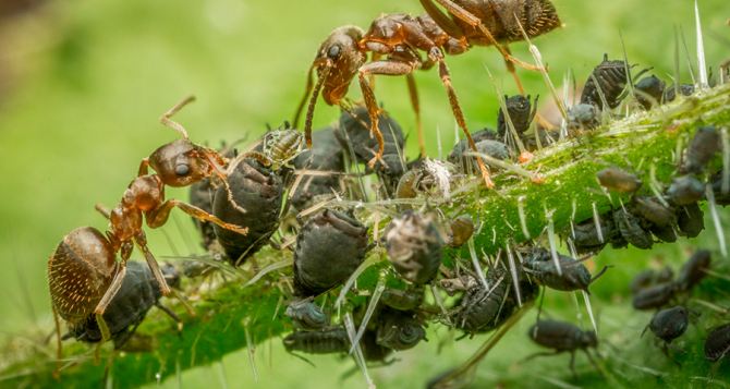 Тля и муравьи бегут в ужасе: этот настой защитит ваши сад и огород
