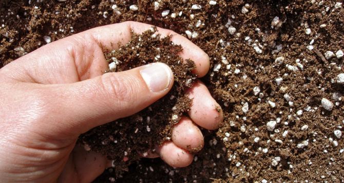 В мае разбрасываю по грядкам эту крупу не просто так: почва вмиг становится мягкой, рыхлой и плодородной — навоз покажется пустышкой