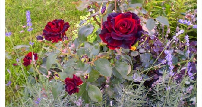 Худшие соседи для роз: посадите их рядом — погибнет вся клумба!