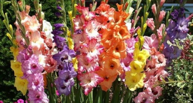 Гладиолусы — это мода прошлого века: высадите эти 5 красивейших луковичных цветов