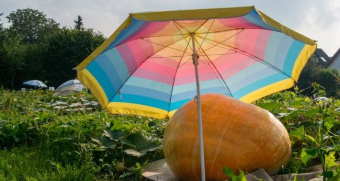 Зачем тыкве зонтик? Как вырастить крупную тыкву. Соседи будут ходить к вам на экскурсии чтобы увидеть это чудо