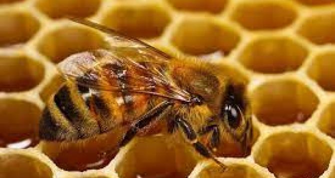 В Польше изобрели способ защиты пчел от опасного заболевания. Сегодня отмечается Всемирный день пчел