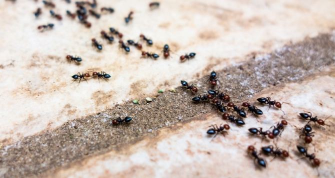 Пару капель и муравьев больше не увидите — копеечное средство из аптеки. Лайфхак от агрономов