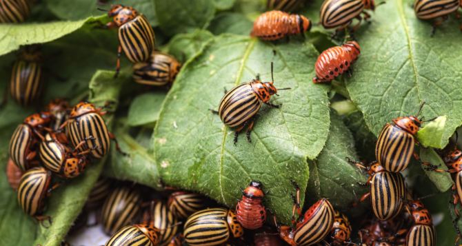 Как спасти посадки от колорадского жука