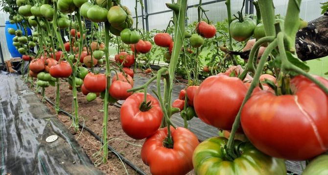 Как эффективно помогать опылению и завязыванию томатов: урожай помидор увеличится в три раза