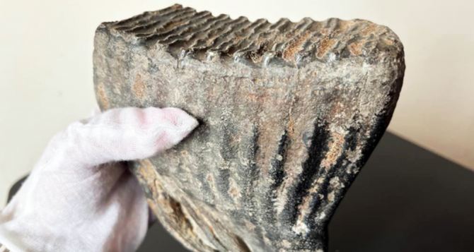 Из Украины в посылке хотели отправить уникальный зуб вымершего животного 130 тысяч лет назад: находку уже признали культурной ценностью