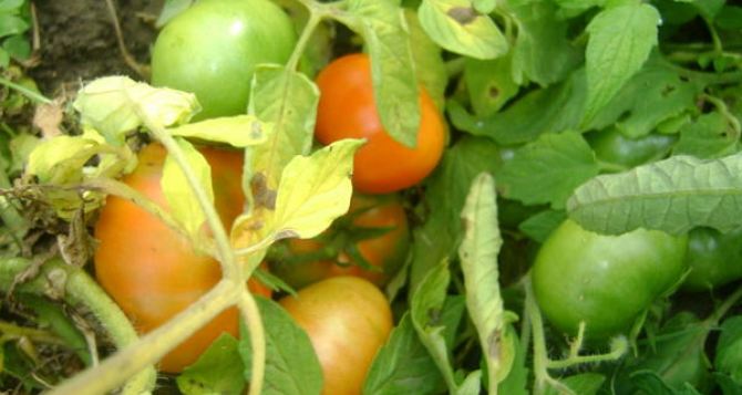 Вот чего не хватает моим томатам: сосед-агроном рассказал как понять