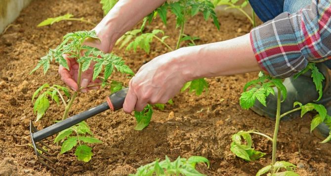10 важных дел в огороде в июне. Расписание работ для огородников