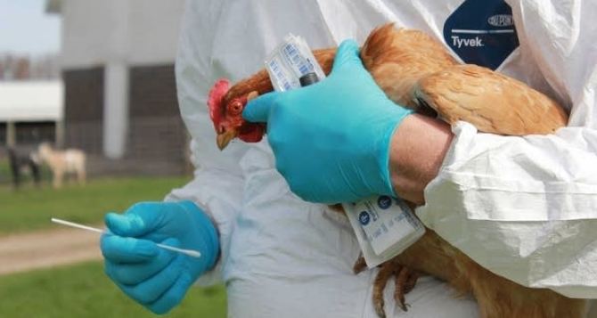 Будет новая пандемия? Зарегистрирован первый случай смерти от птичьего гриппа H5N2