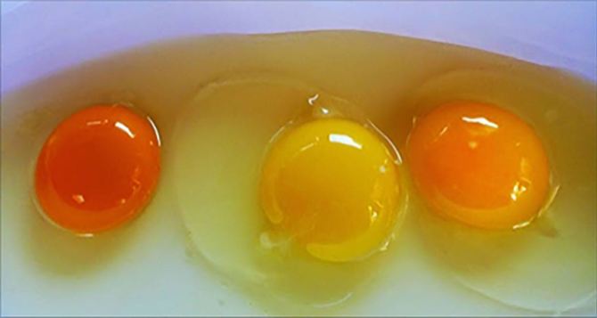 Важный вопрос, который волнует многих: можно ли есть вареные яйца с серым ободком вокруг желтка?