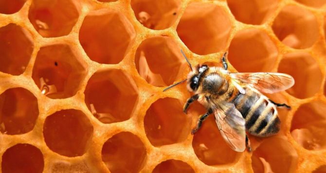 Пчелы вам скажут есть рак или нет: ученые сделали удивительное открытие