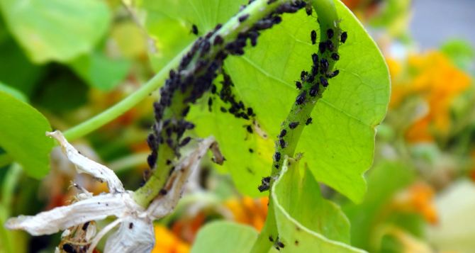 Уничтожаем муравьев и тлю «напалмом»: Ядреное советское средство 2 в 1 мгновенного действия — инсектицид для вредителей и удобрение для растений