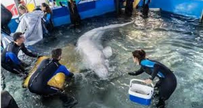 Из Харьковского городского дельфинария эвакуировали двух китов-белух в Испанию