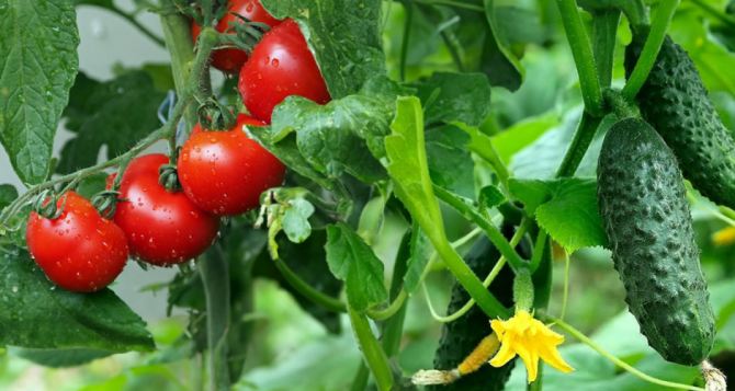 Добавляю 30 грамм в бочку для полива — и помидоры с перцами растут наперегонки: урожай увеличивается в 2 раза — не раствор, а сокровище