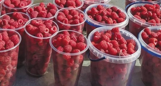 Сезон в самом разгаре! В Украине почти вдвое упали цены на популярные ягоды