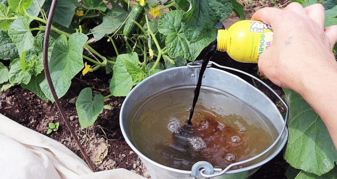 Уход, подкормка, полив огурцов в жаркую погоду для большого урожая: понадобится самодельное удобрение